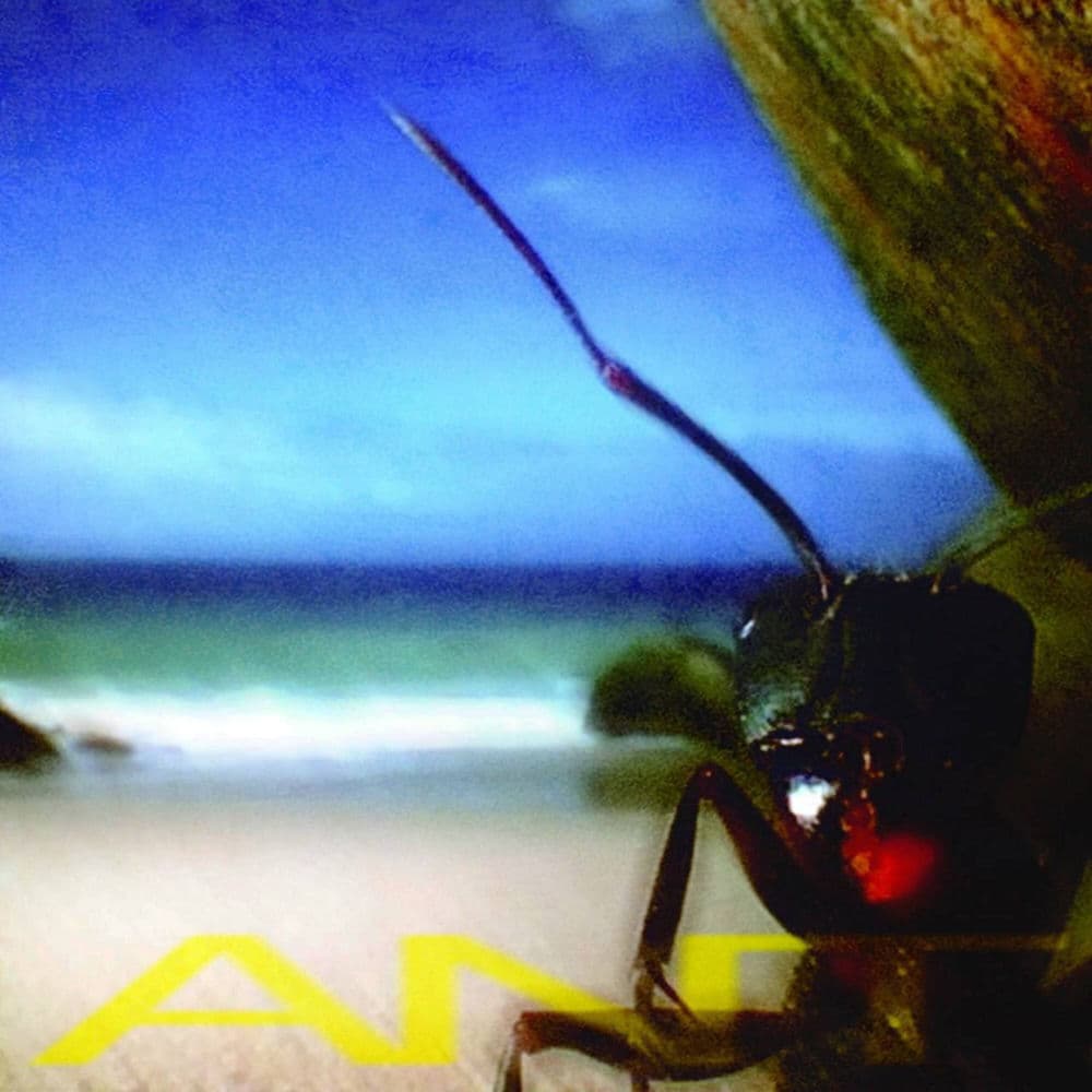 Ant