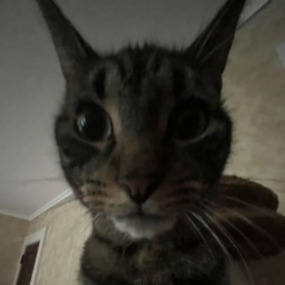 hiiiiiii
